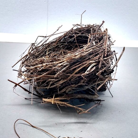 Authentic Natural Bird Nest 2011 Joplin Missouri Tornado Aftermath Unique Rustic - Picture 3 of 8